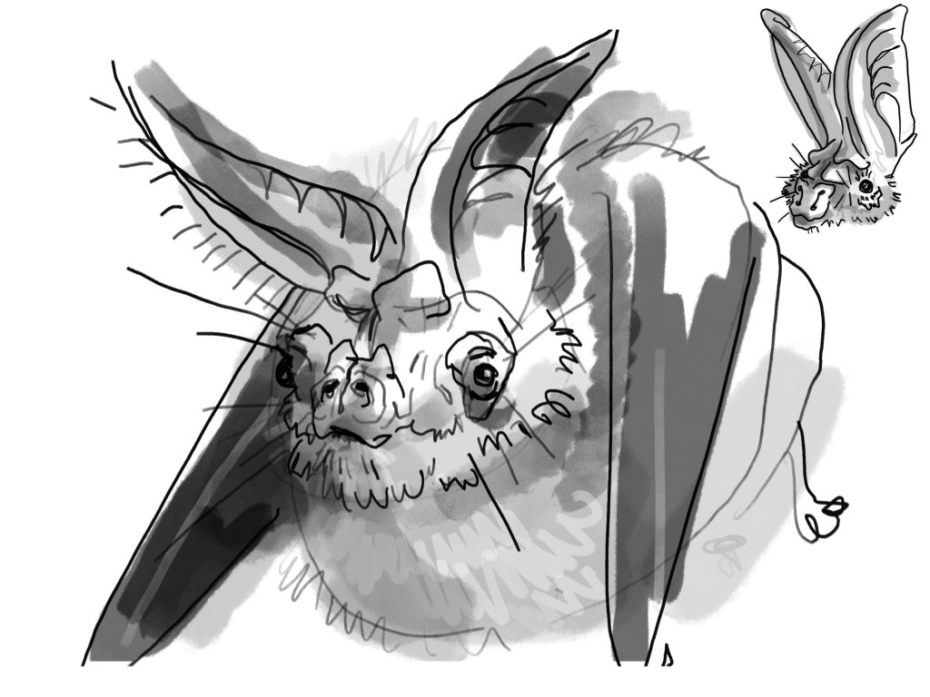 Bat Study