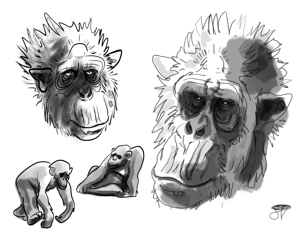 Chimpanzee Study