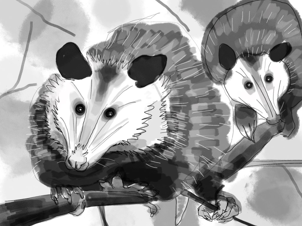Opossum Study